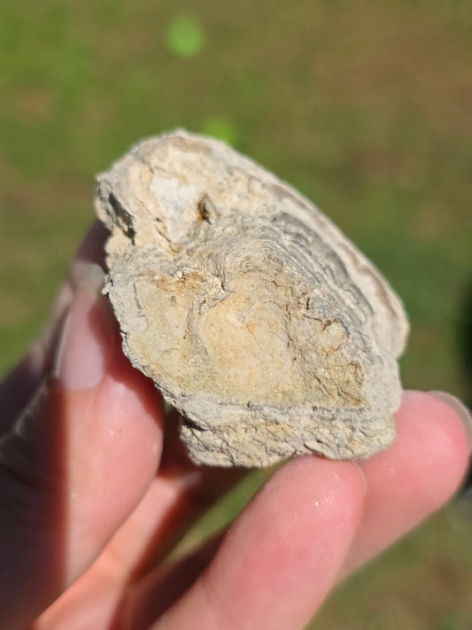 Stromatolite d'Auvergne C