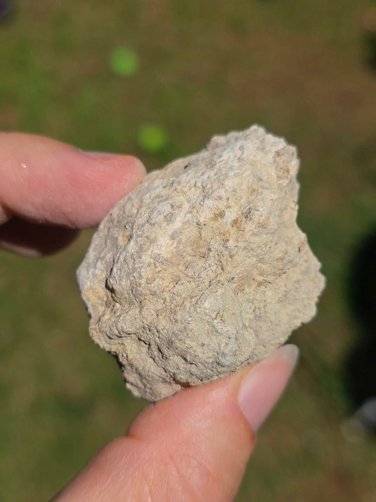 Stromatolite d'Auvergne C