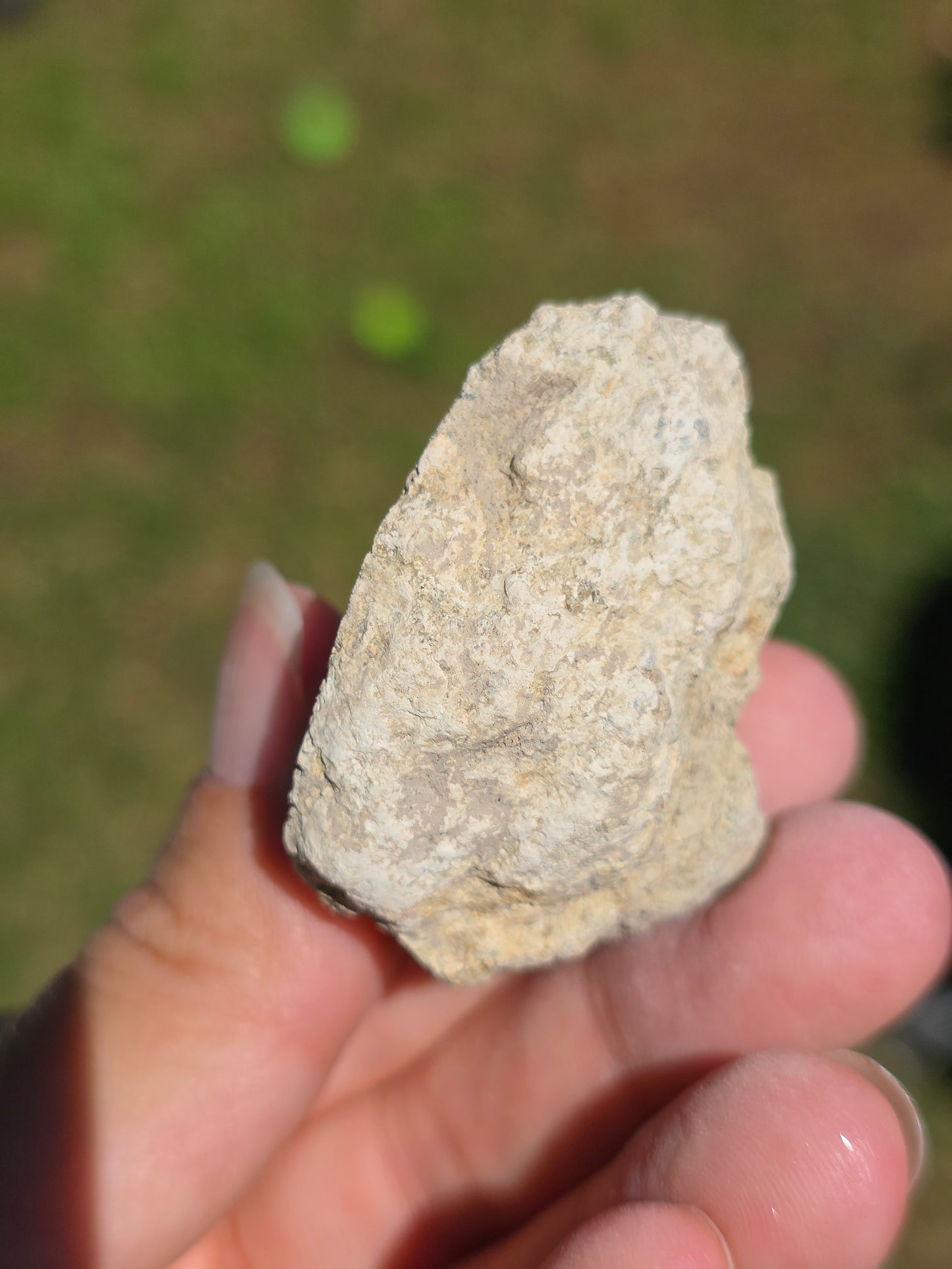 Stromatolite d'Auvergne C