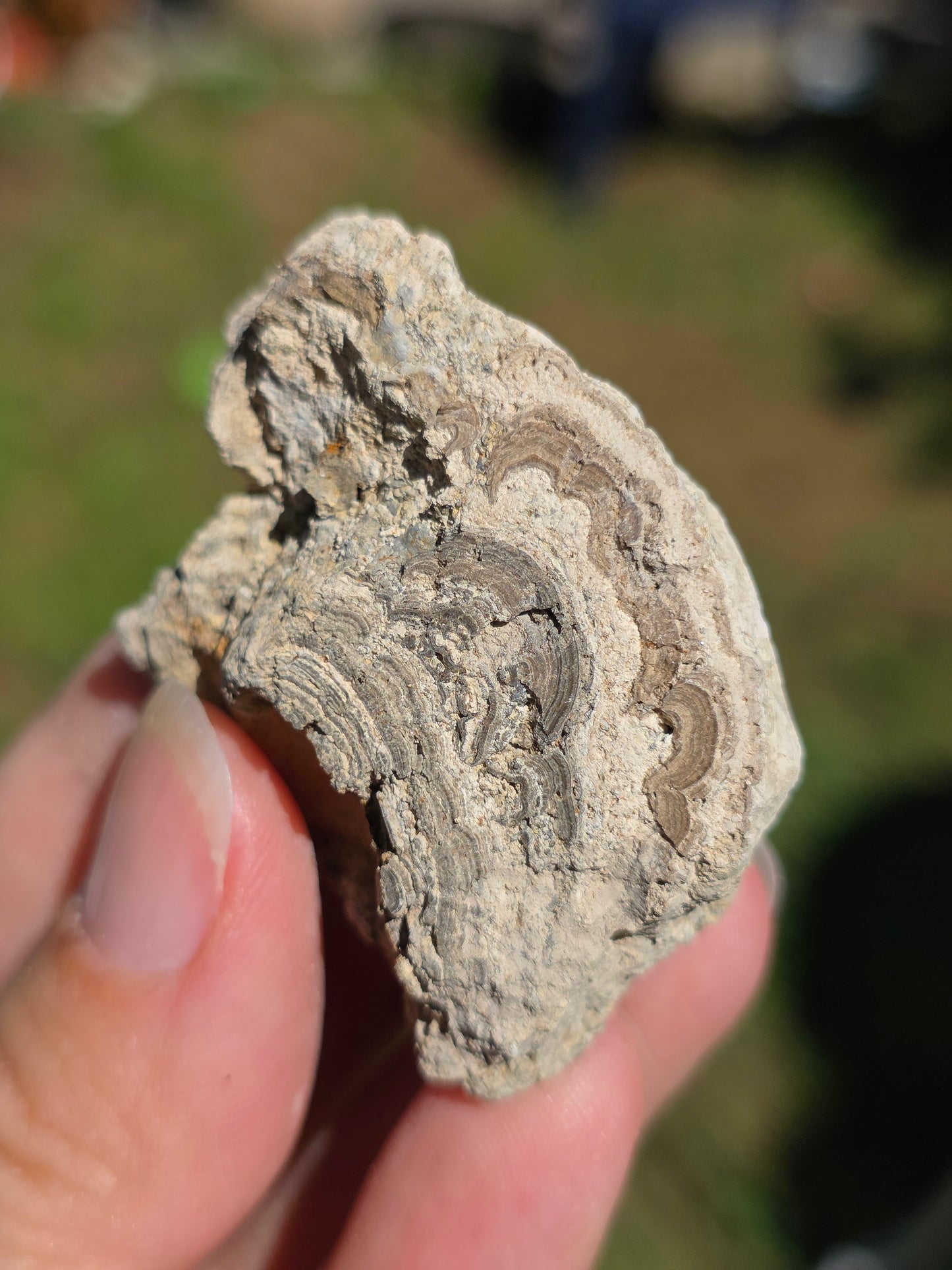 Stromatolite d'Auvergne C