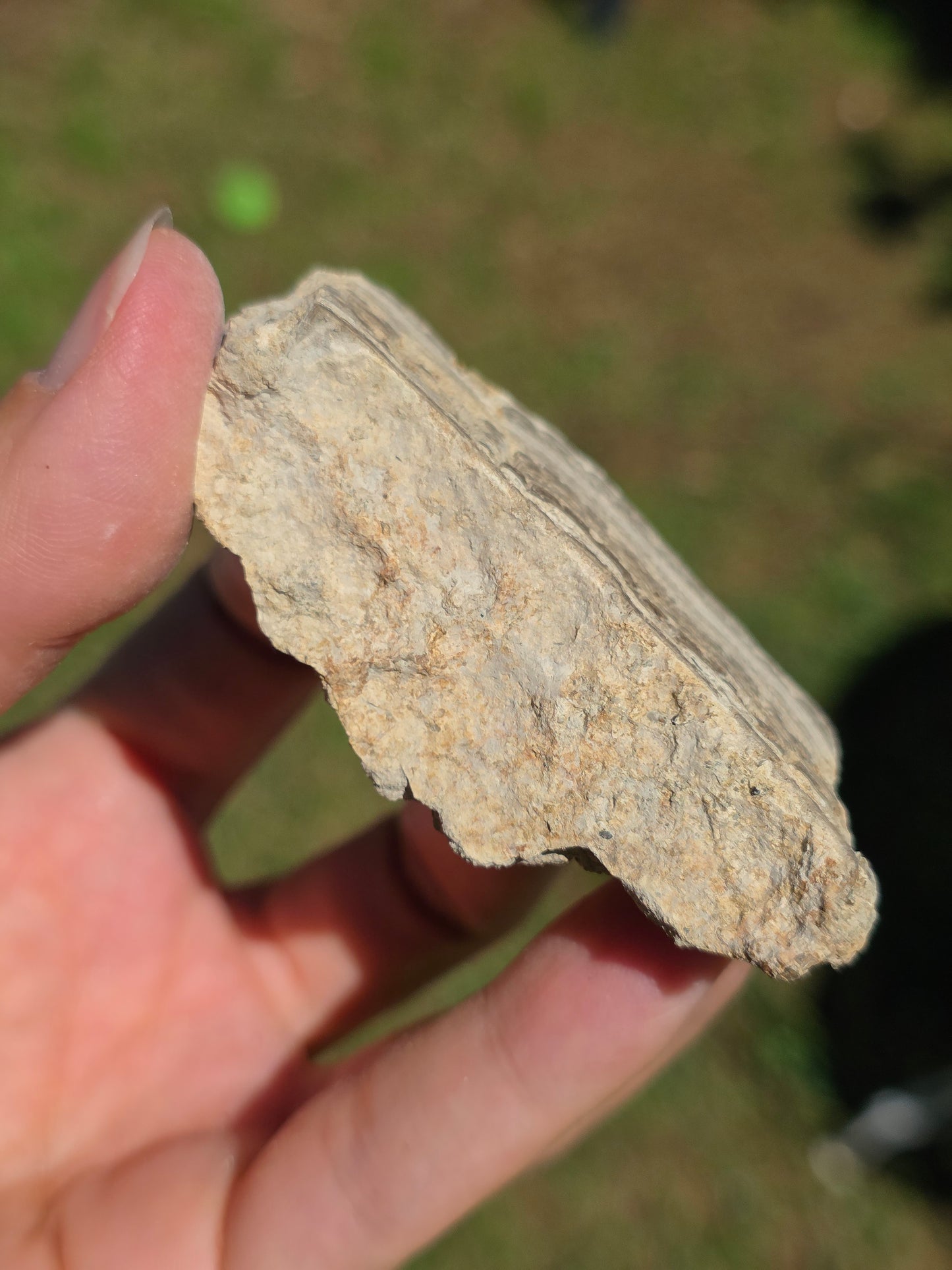 Stromatolite d'Auvergne D