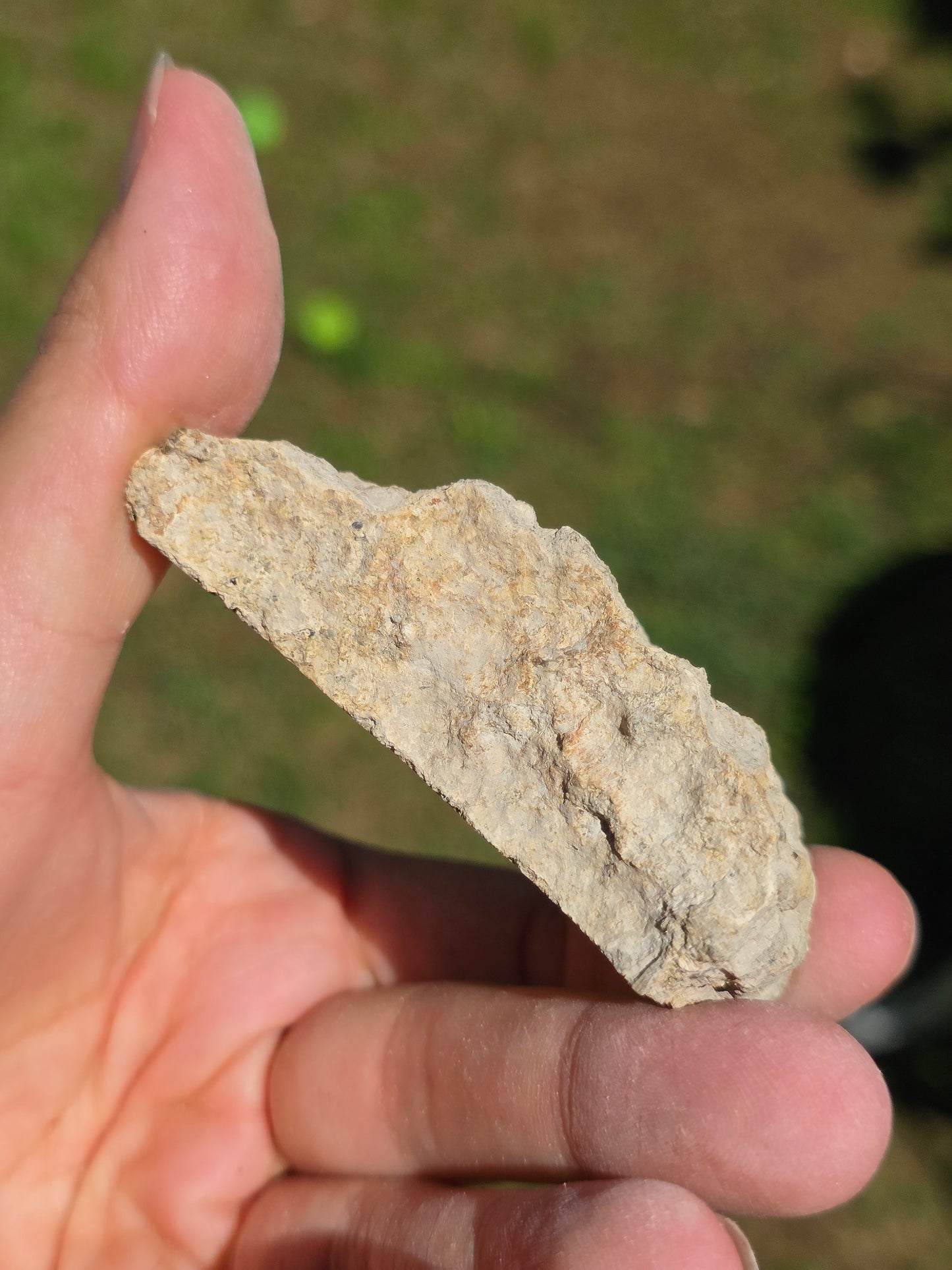 Stromatolite d'Auvergne D