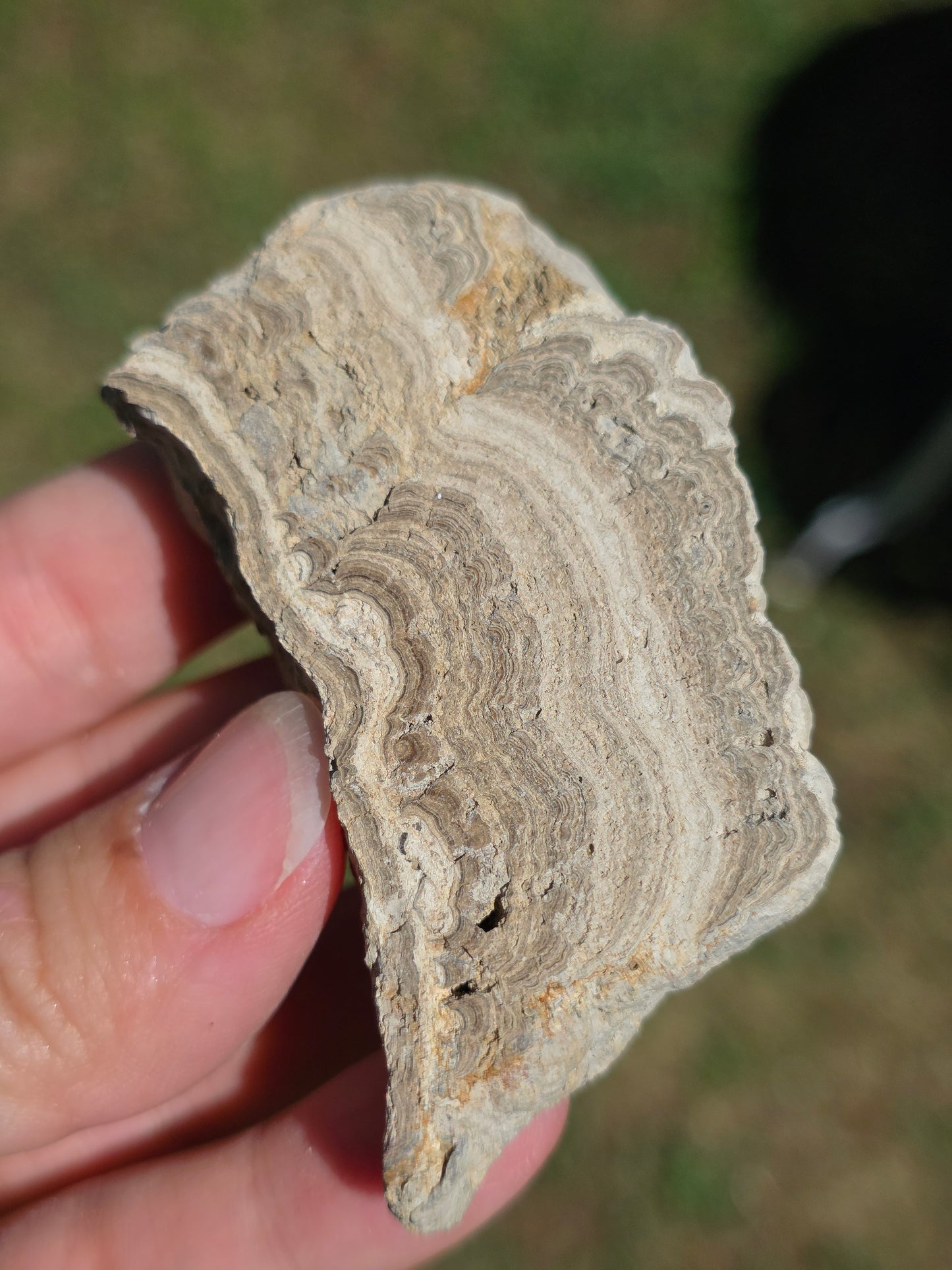 Stromatolite d'Auvergne D