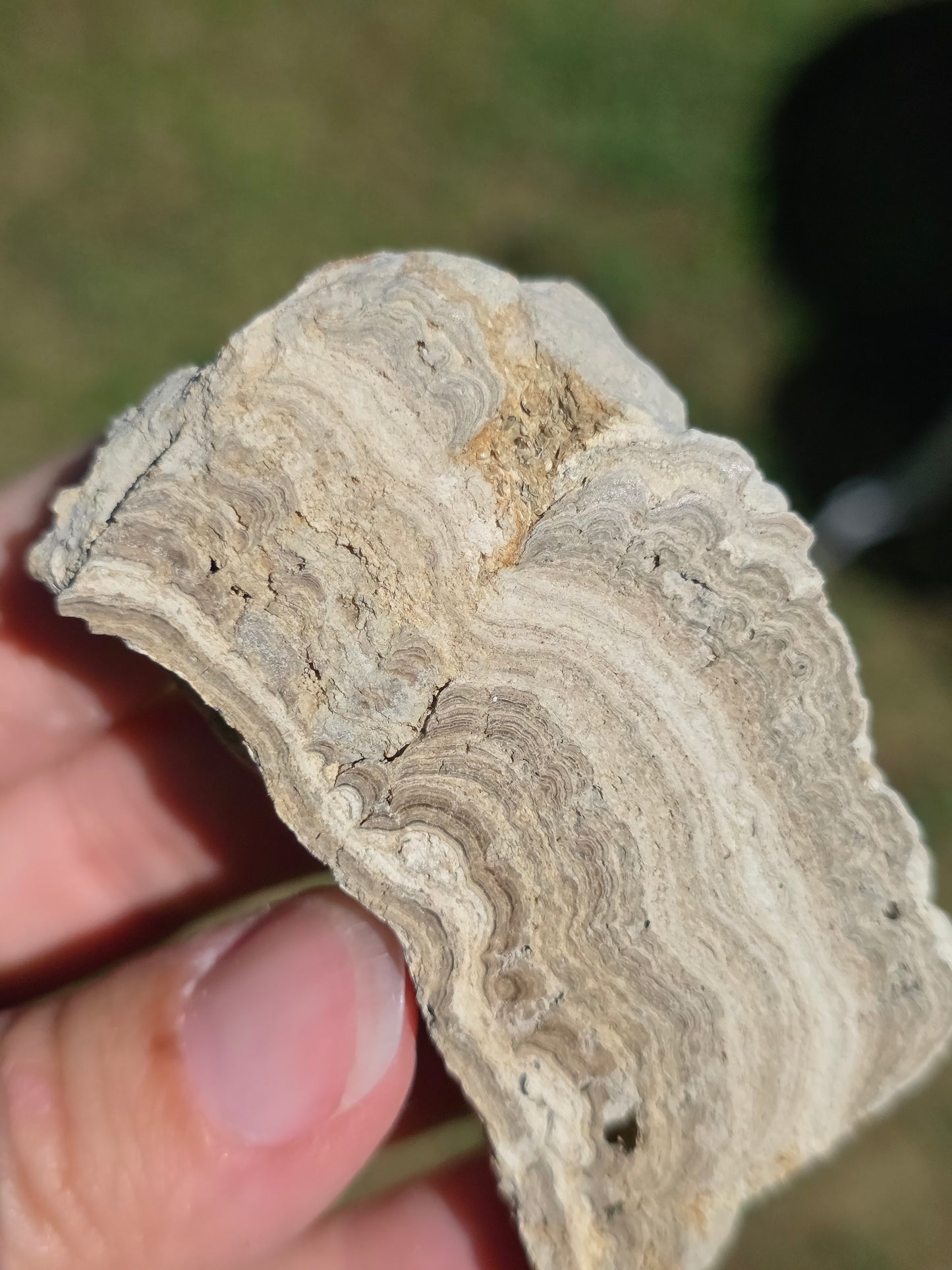 Stromatolite d'Auvergne D