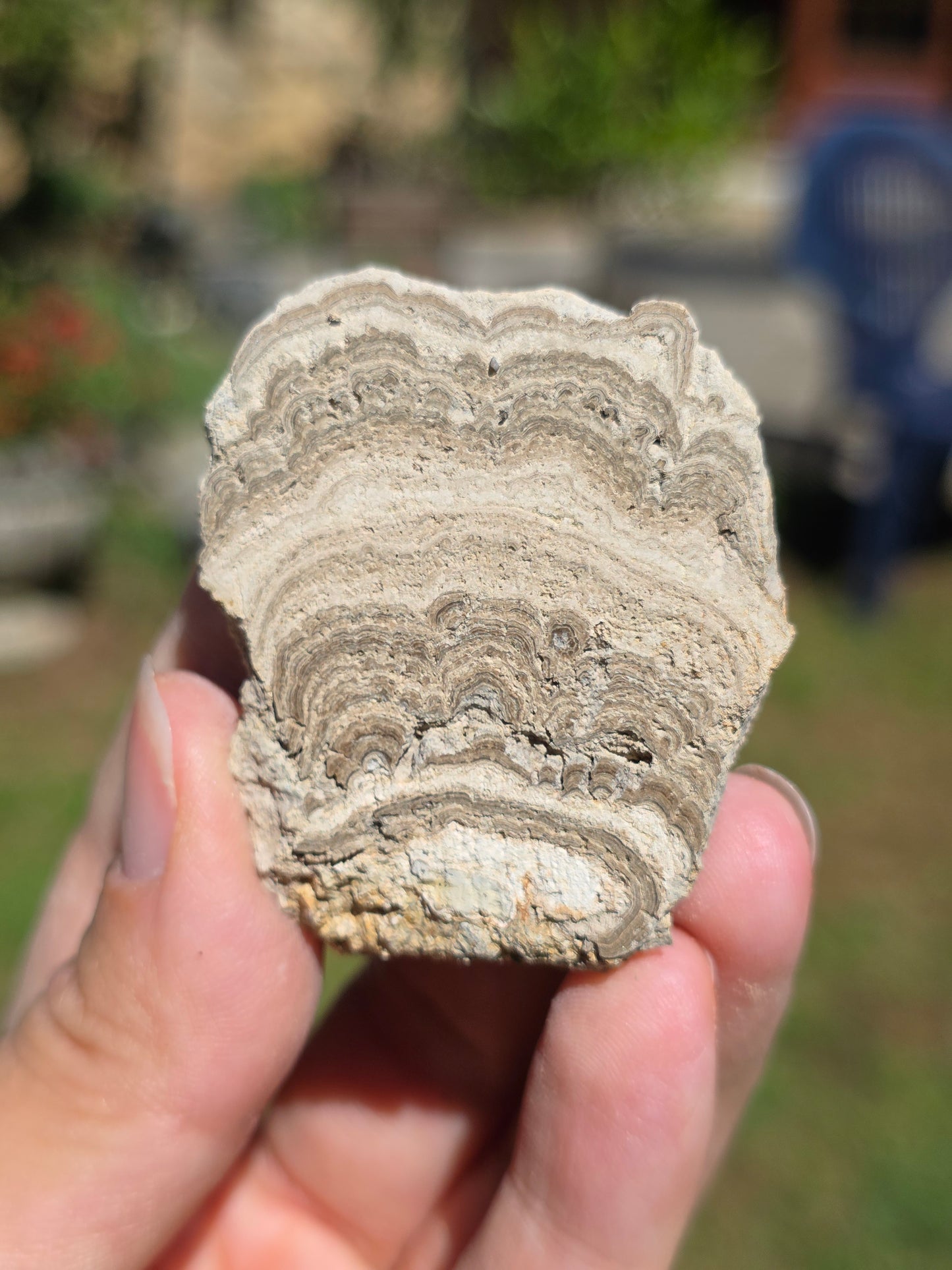 Stromatolite d'Auvergne F