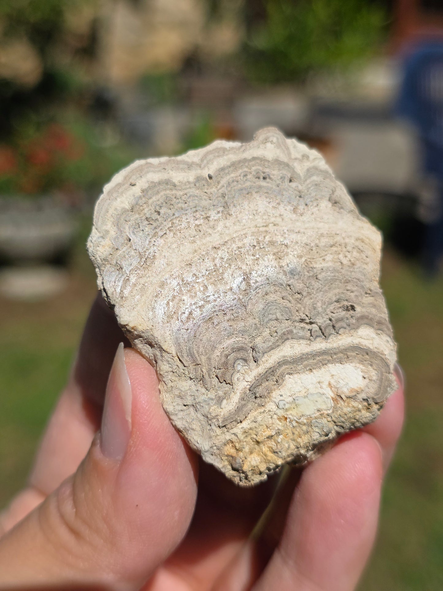 Stromatolite d'Auvergne F