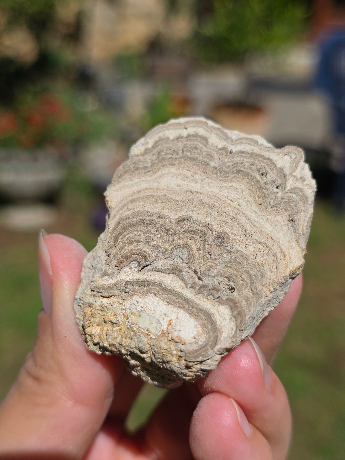 Stromatolite d'Auvergne F