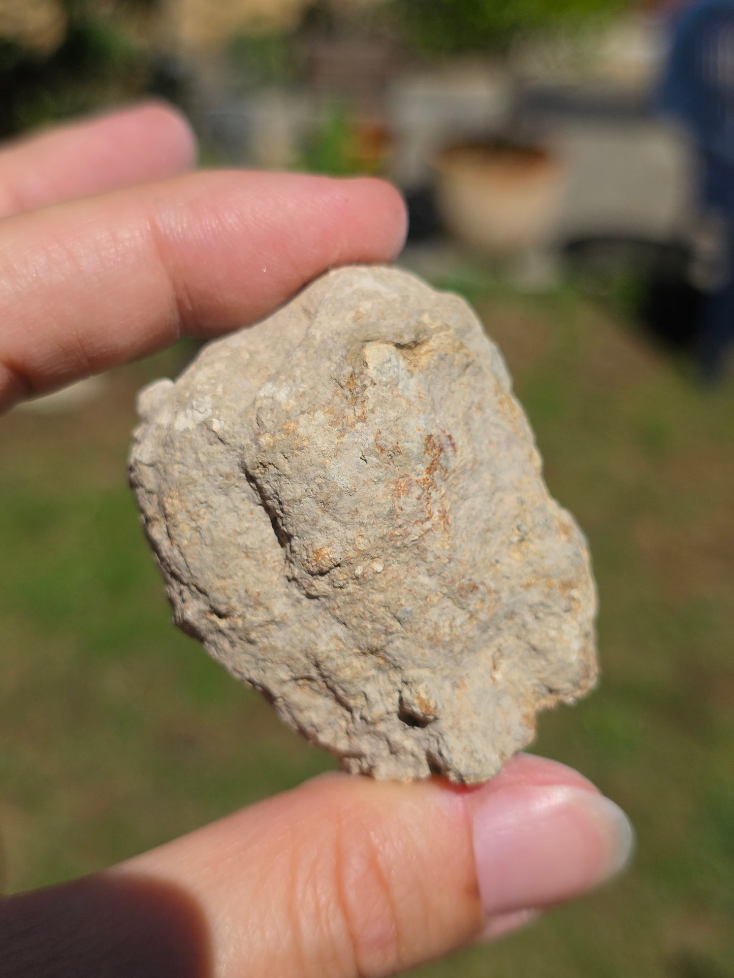 Stromatolite d'Auvergne F