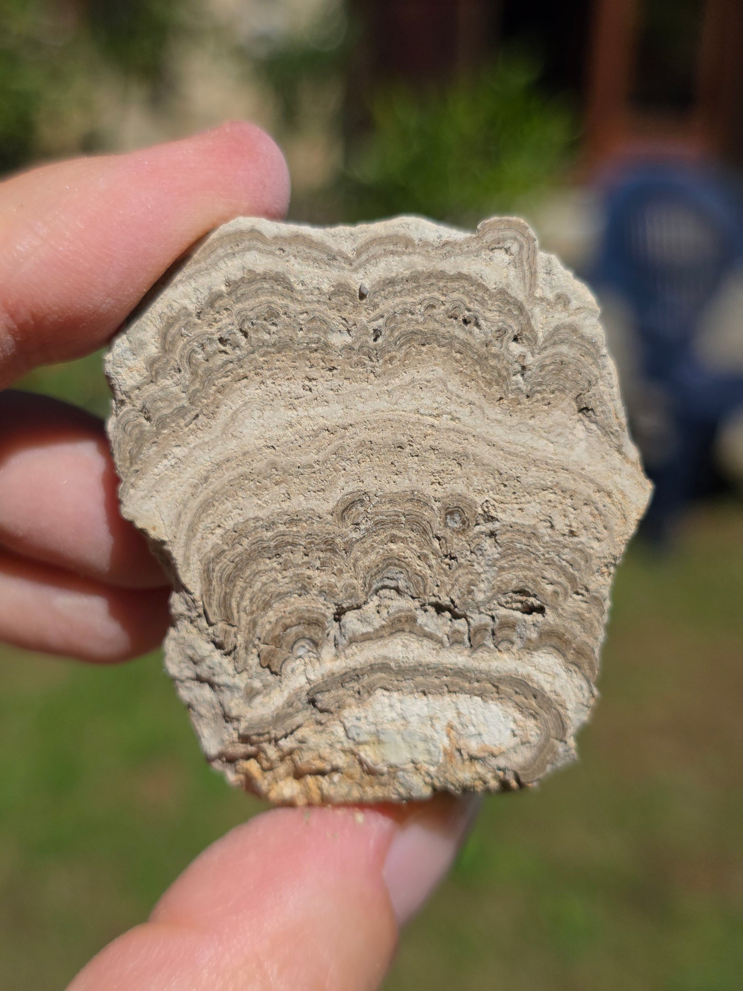 Stromatolite d'Auvergne F
