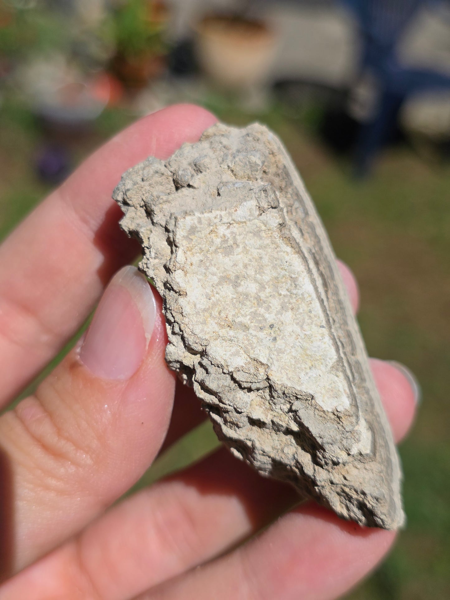 Stromatolite d'Auvergne G