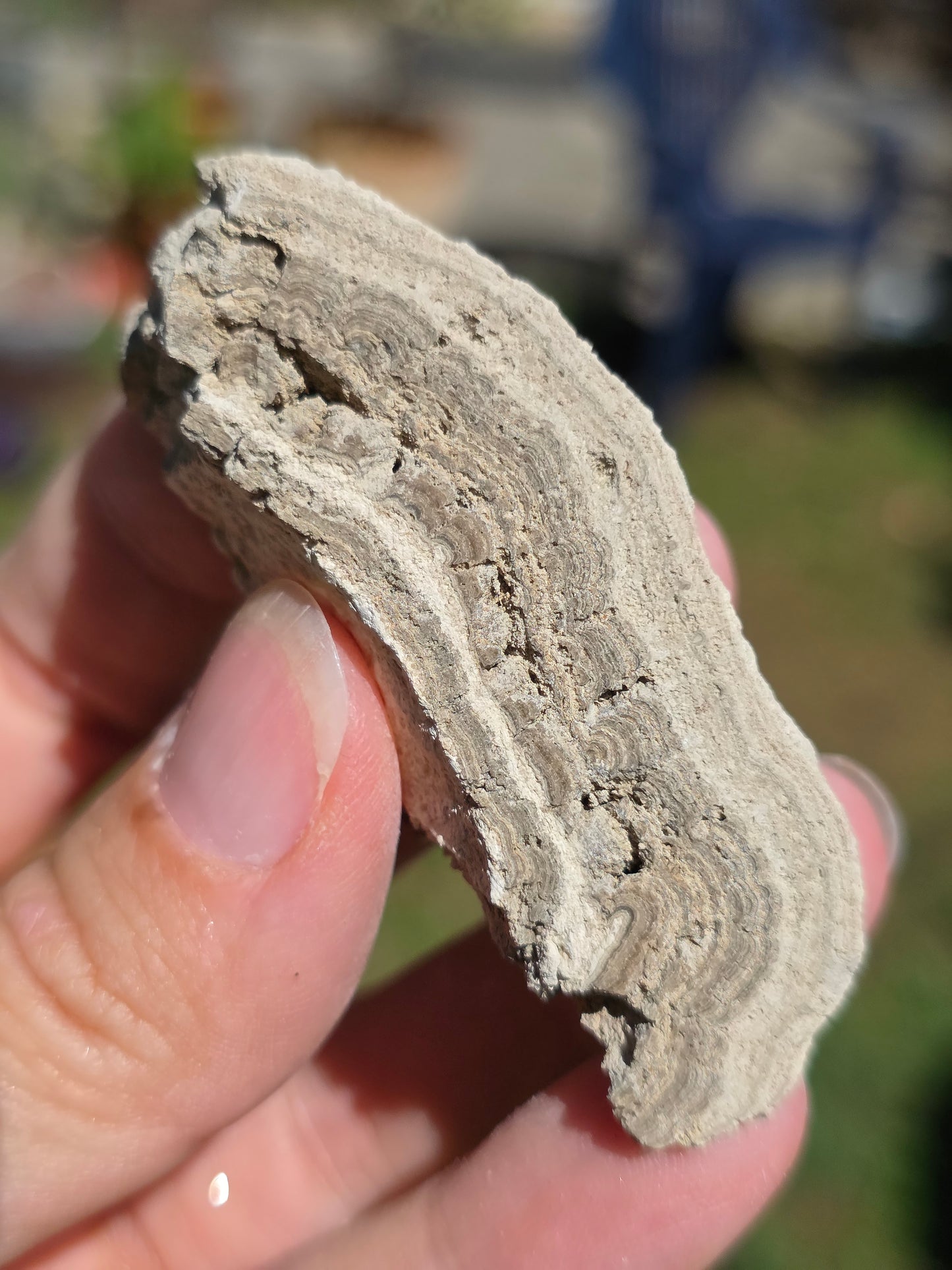 Stromatolite d'Auvergne G