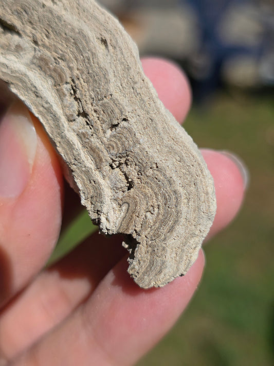 Stromatolite d'Auvergne G