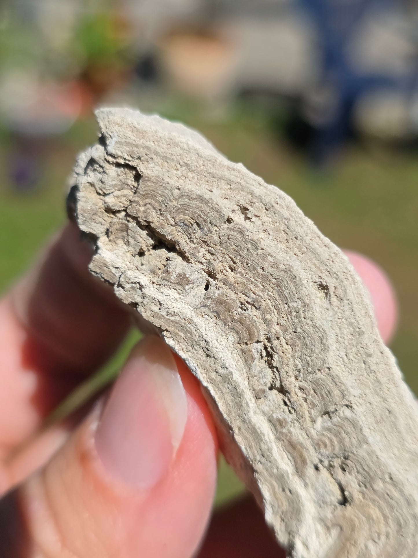Stromatolite d'Auvergne G