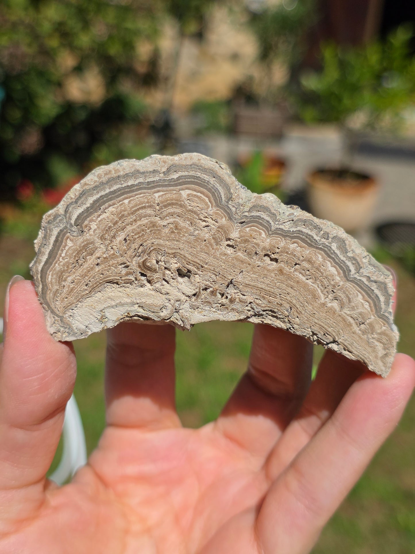 Stromatolite d'Auvergne I