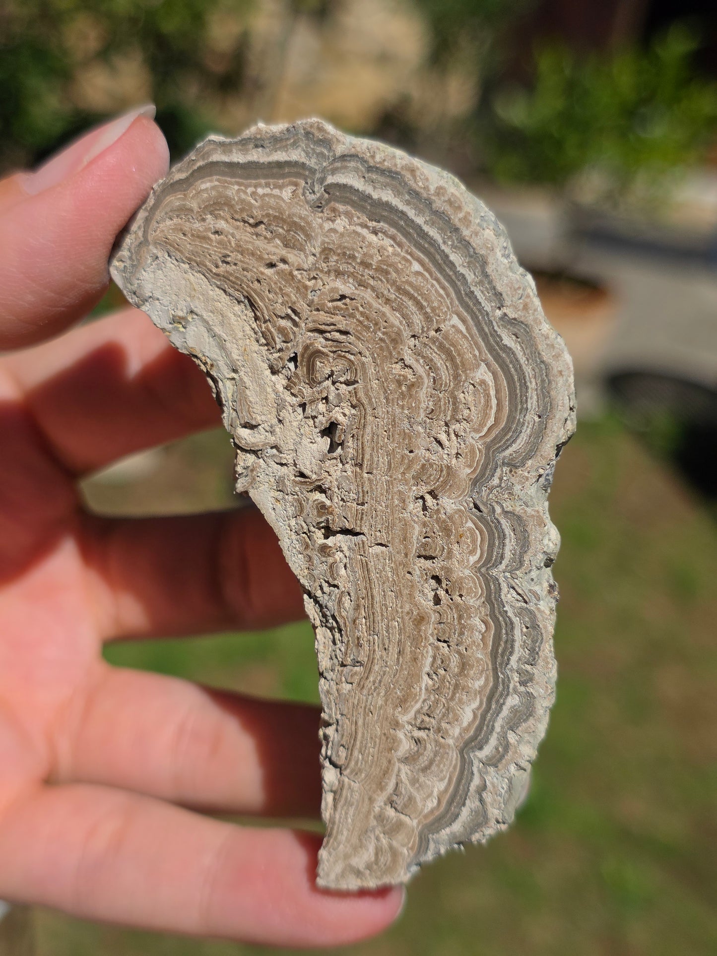 Stromatolite d'Auvergne I