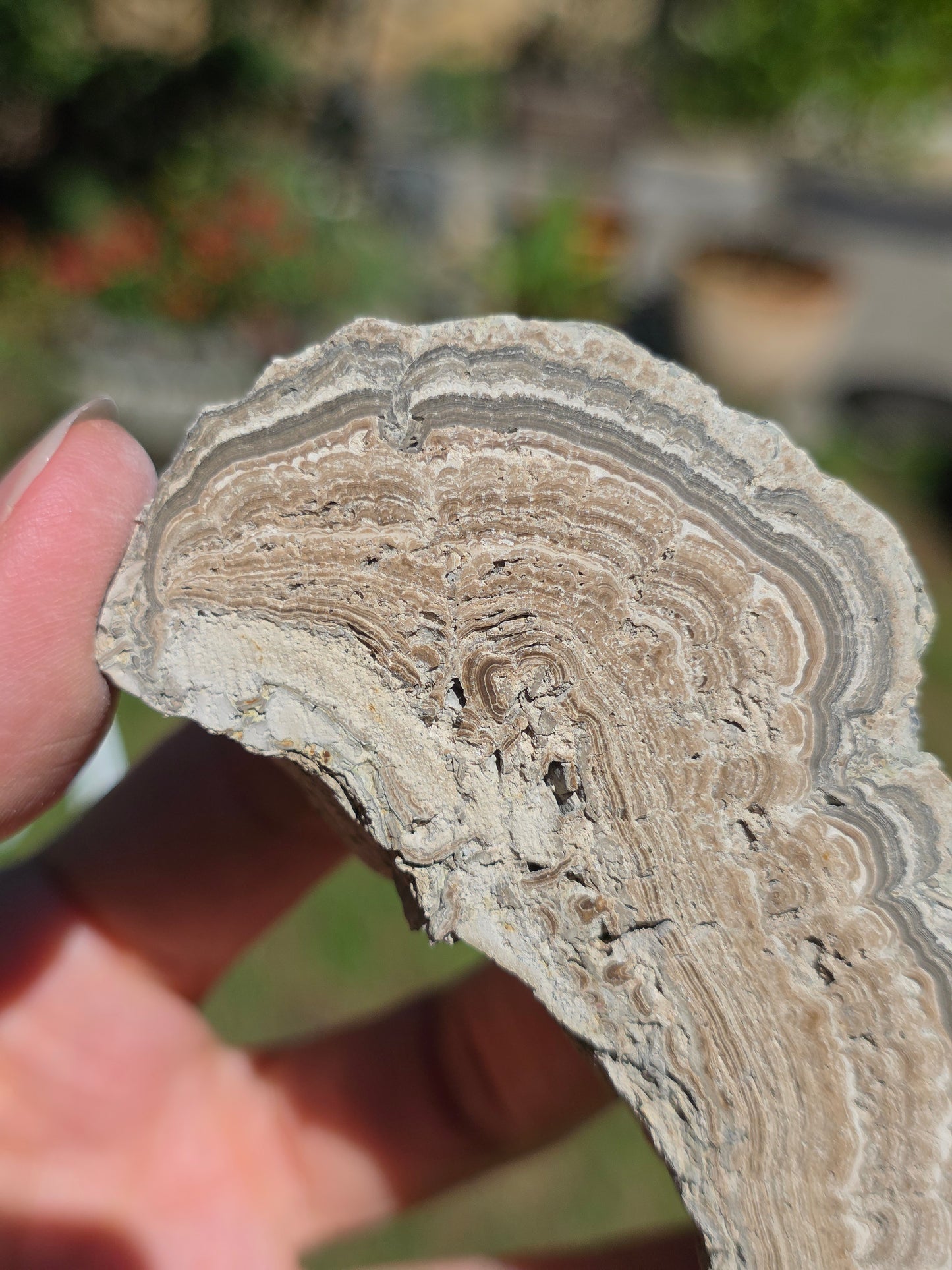 Stromatolite d'Auvergne I
