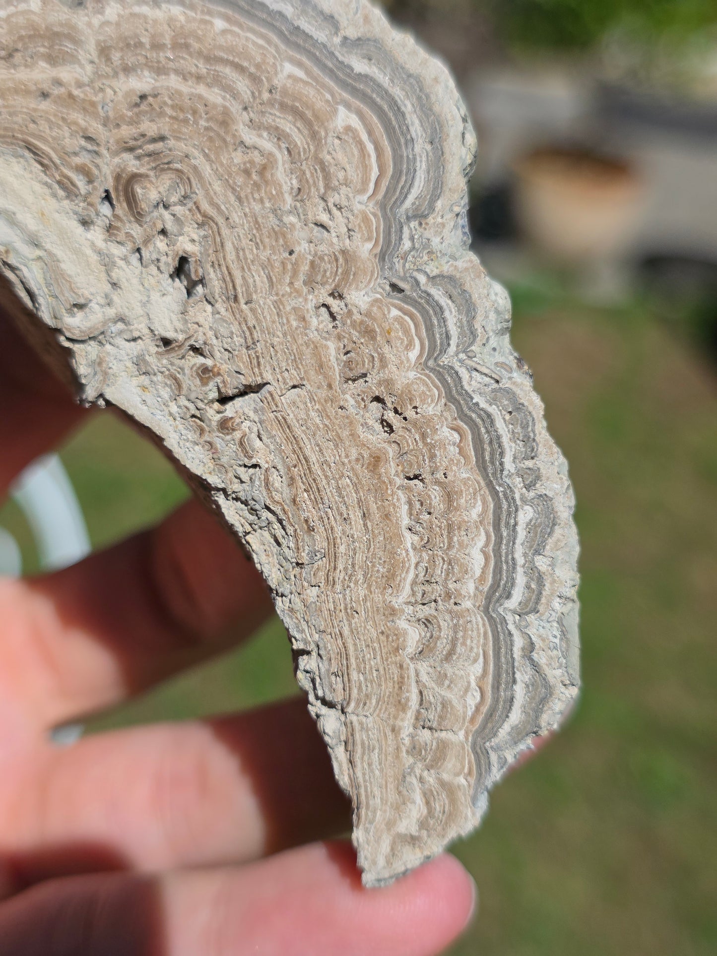 Stromatolite d'Auvergne I