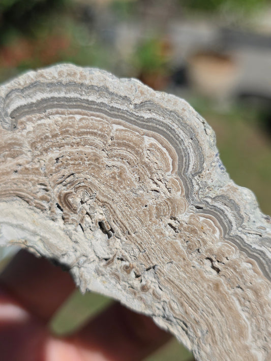 Stromatolite d'Auvergne I