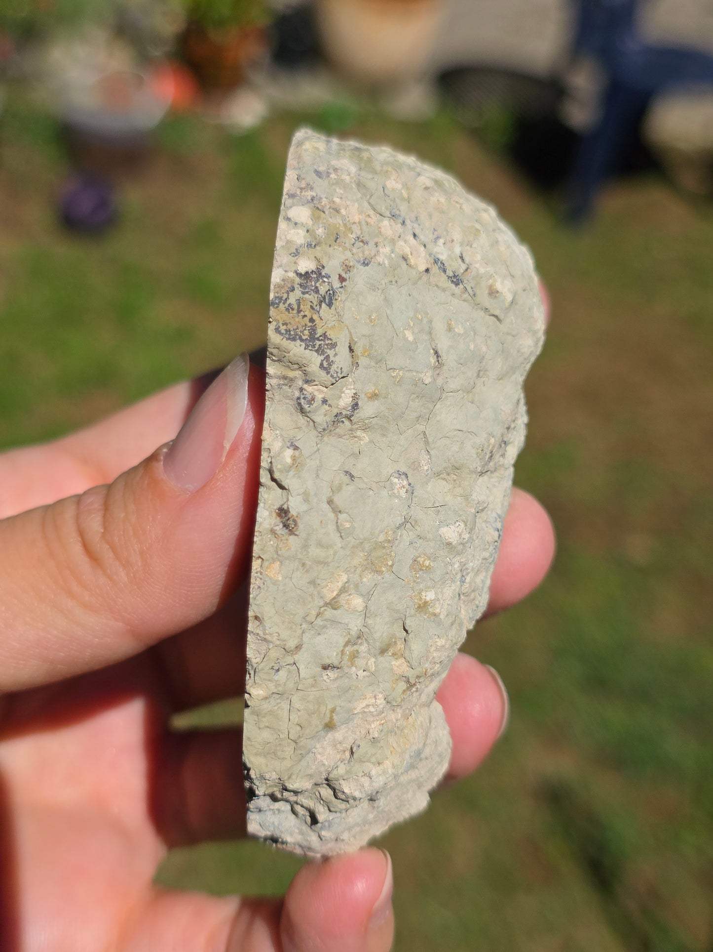Stromatolite d'Auvergne I