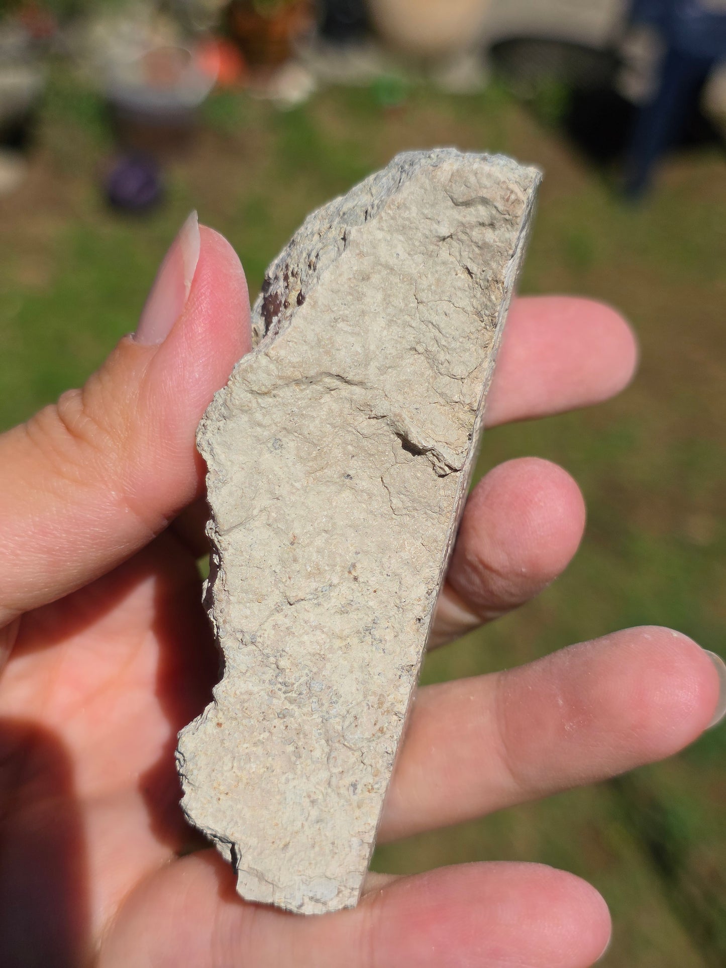 Stromatolite d'Auvergne I