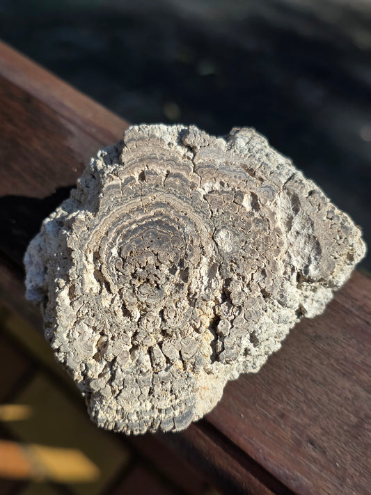 Stromatolite française n°1