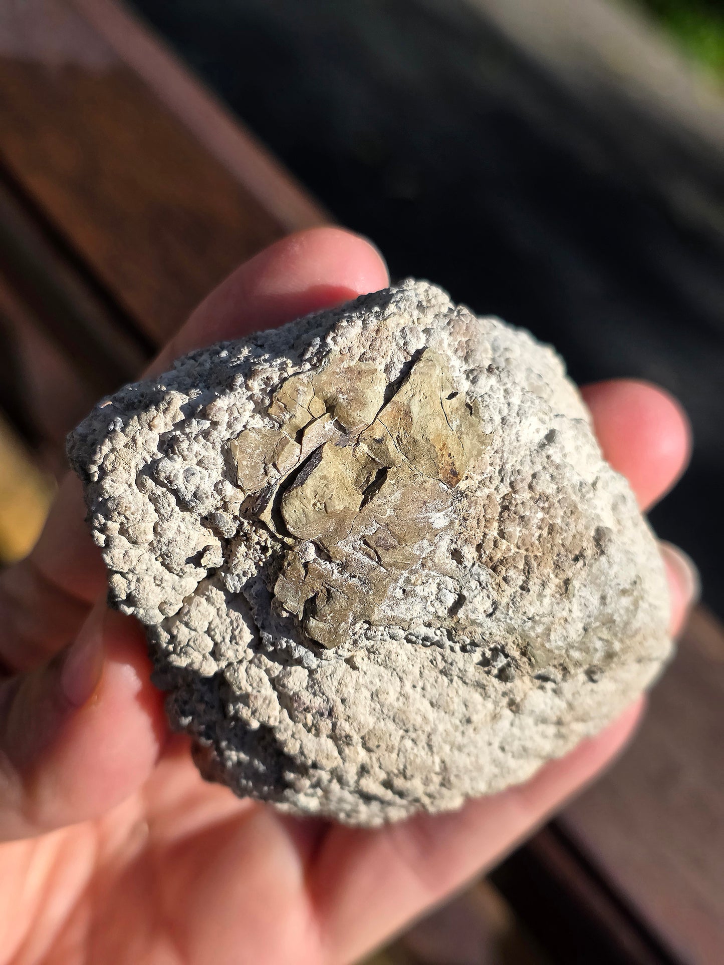 Stromatolite française n°1