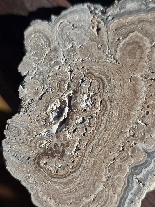 Stromatolite française n°3