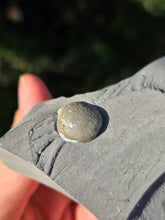Pyrite d'Italie B
