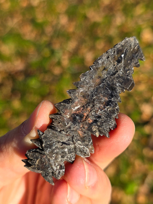 Gypse sapin d'Albas (à choisir)