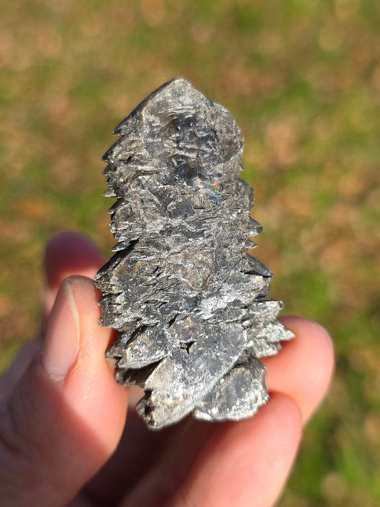 Gypse sapin d'Albas (à choisir)