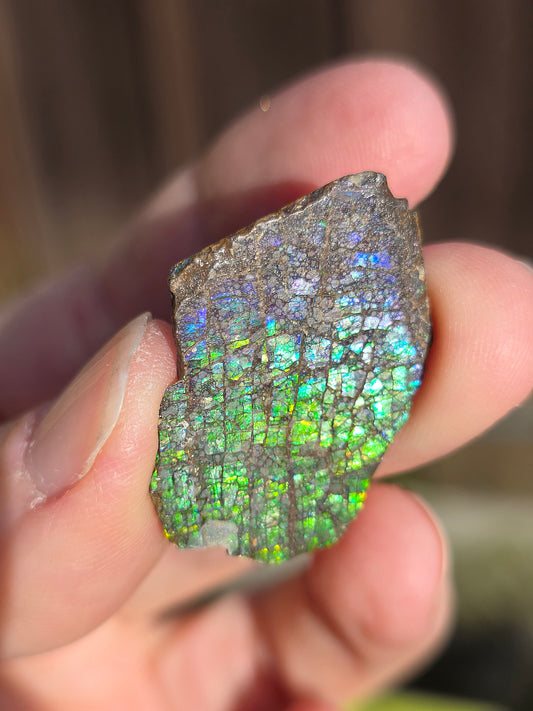 Ammolite brute