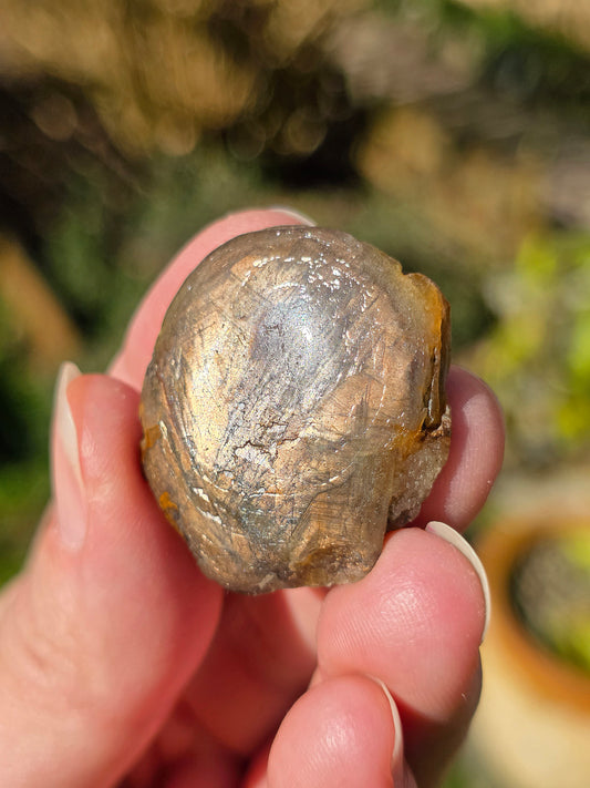 Saphir doré de Thaïlande