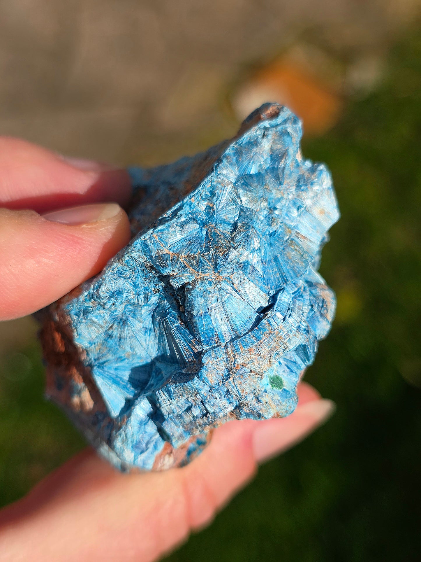 Shattuckite fibreuse du Congo n°6
