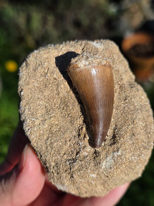 Dent de Mosasaure fossilisée du Maroc