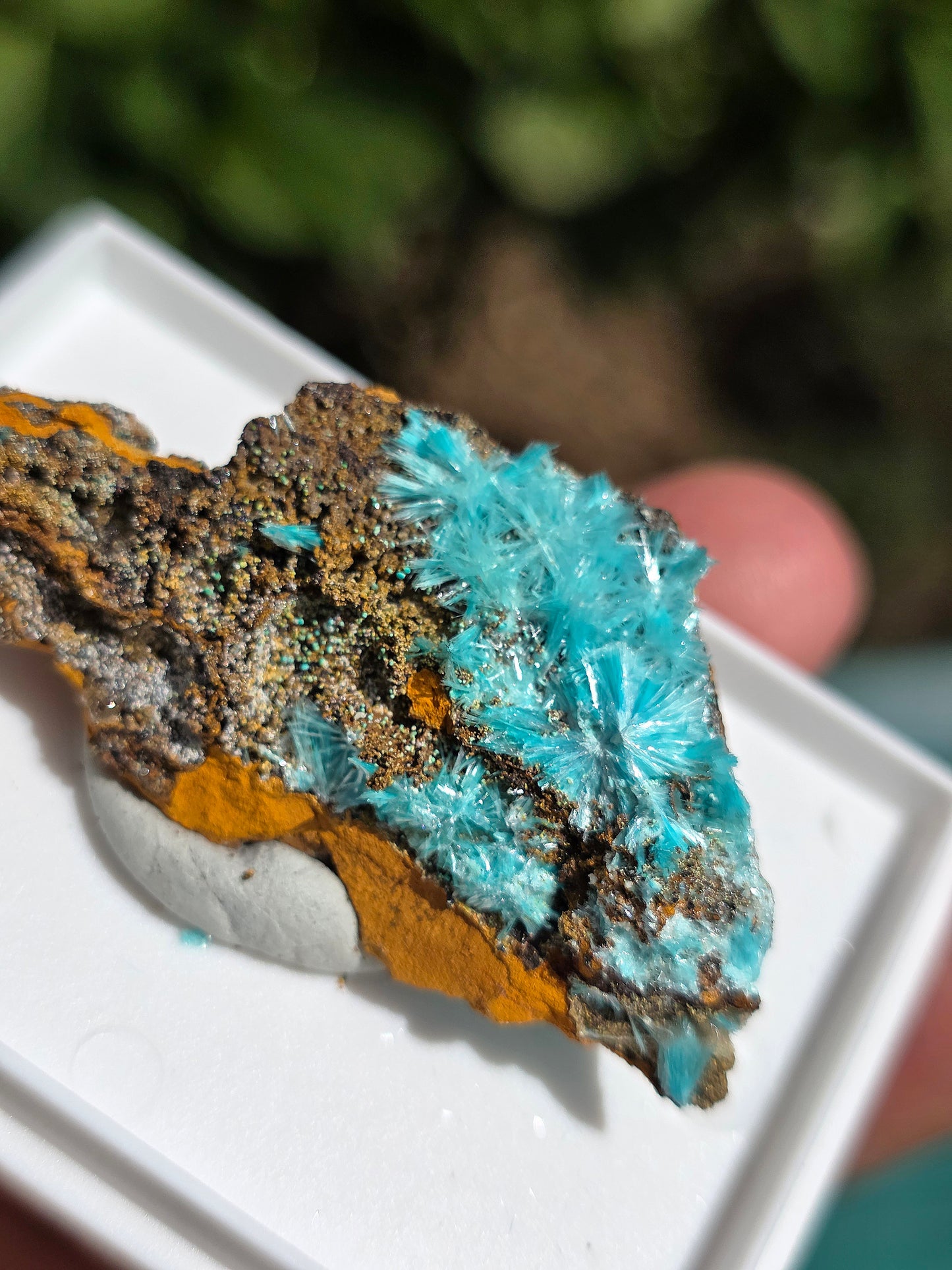 Aurichalcite brute sur une gangue de Limonite