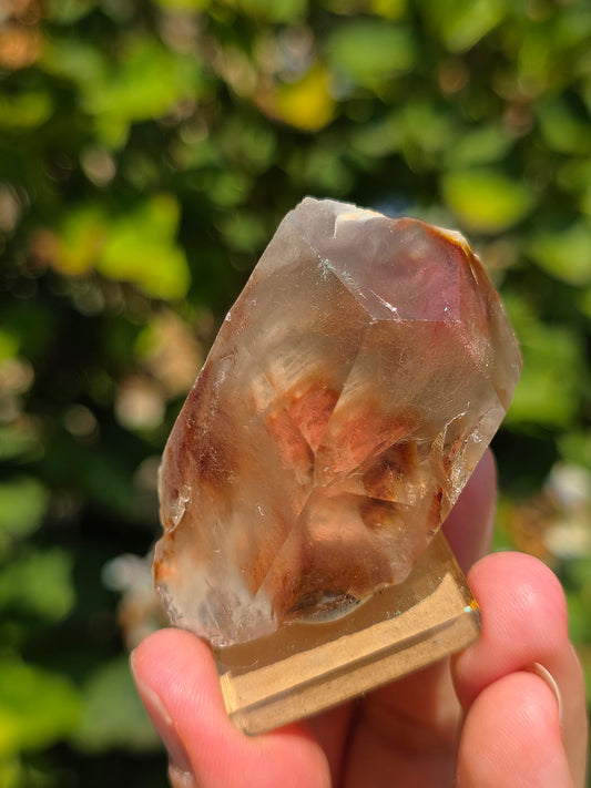 Amphibole du Brésil sur socle