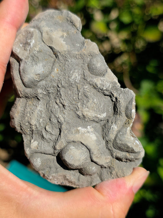 Magnifique Baryte dans de la Septaria française