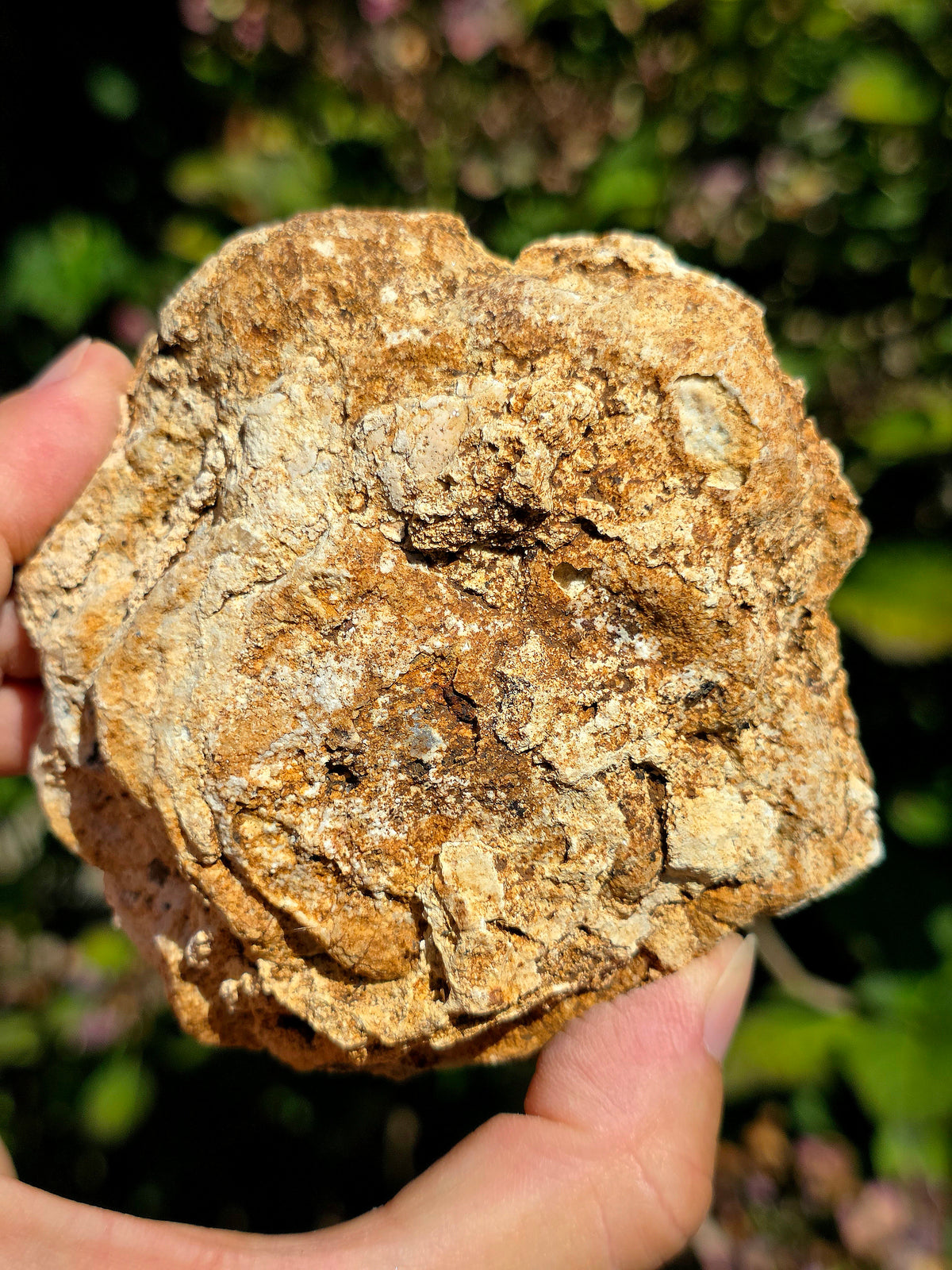 Calcédoine du Poitou dans sa matrice
