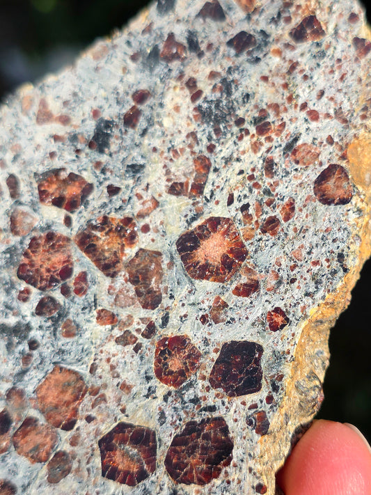 Tranche d'Eclogite à Grenats (variété Pyrope) d'Italie