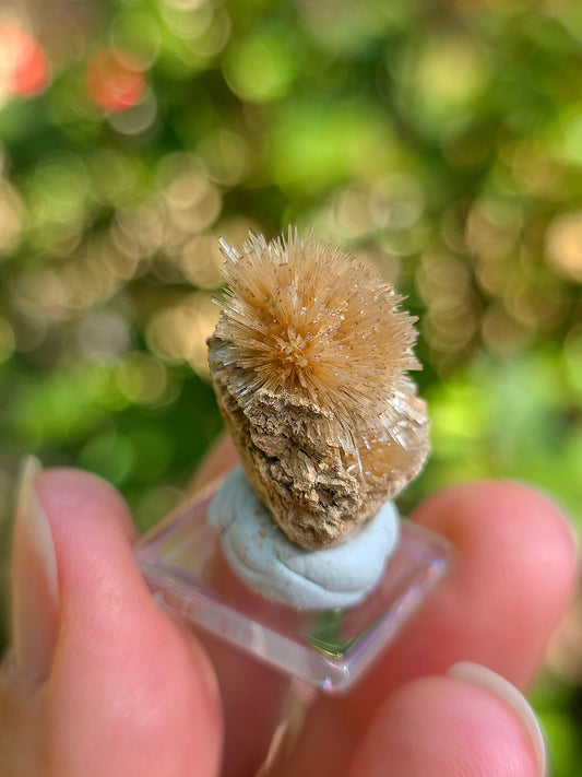 Aragonite aciculaire sur sa marne argileuse de Tolède