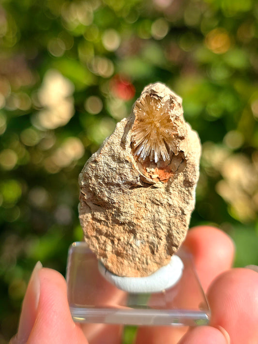 Aragonite aciculaire sur sa marne argileuse d'Espagne
