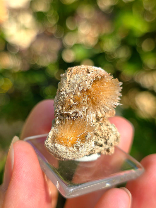 Magnifique Aragonite aciculaire de Tolède