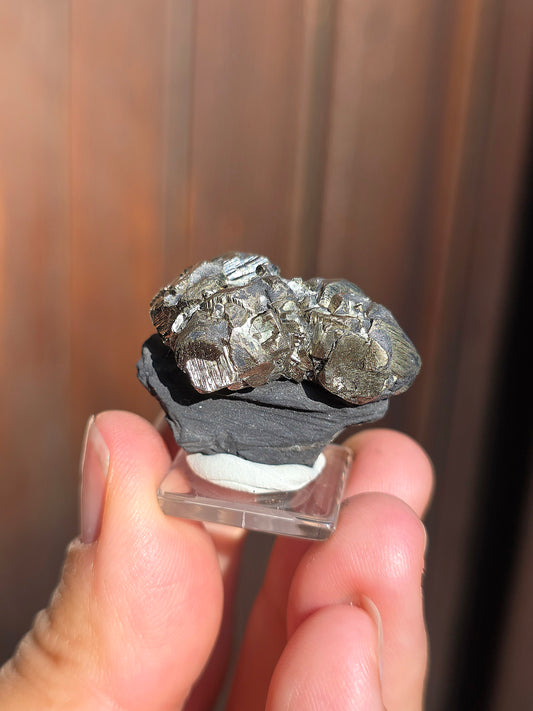 Pyrite sur Schiste française de Serre-Ponçon n°10