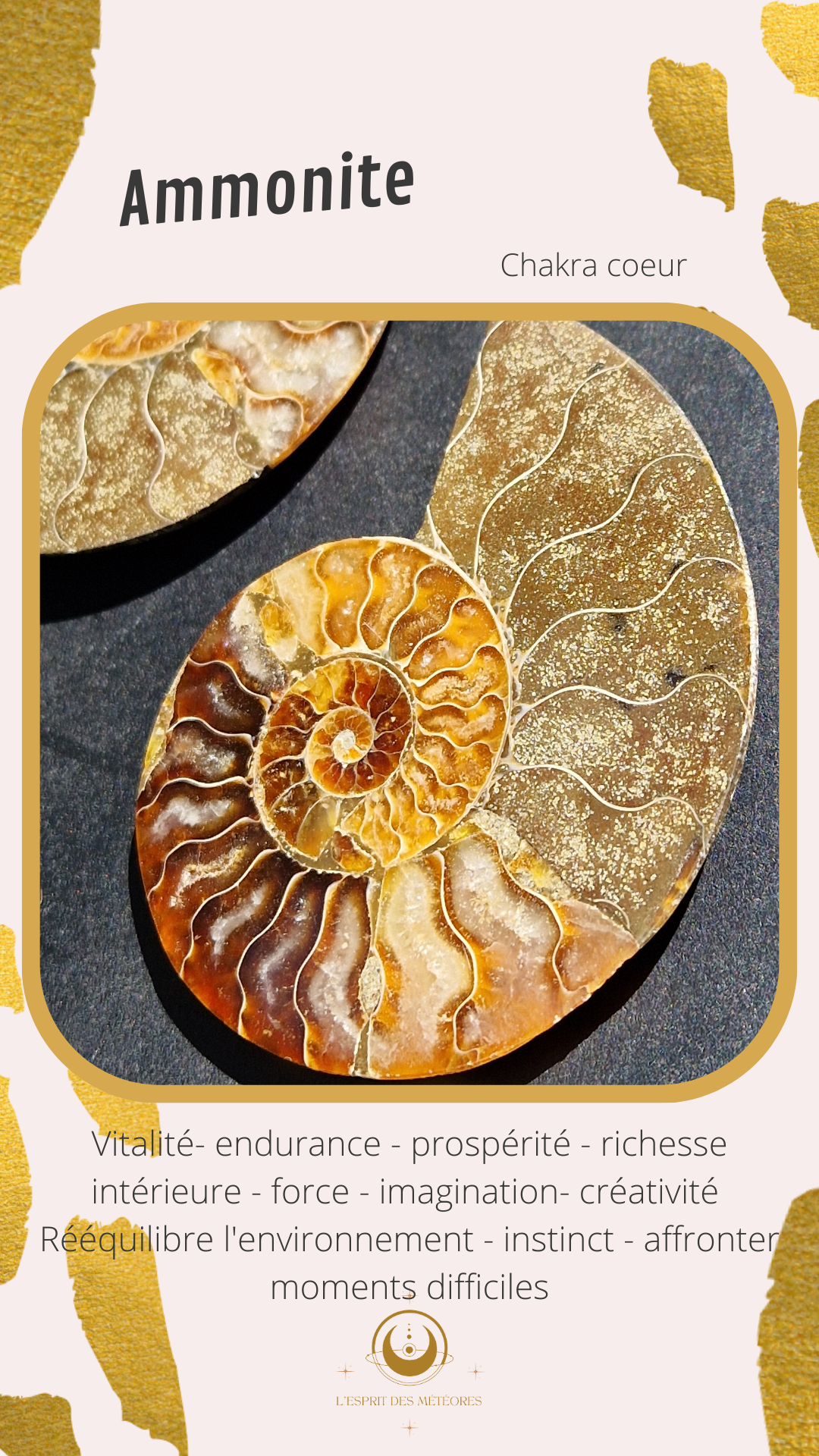 Ammonite de Madagascar D