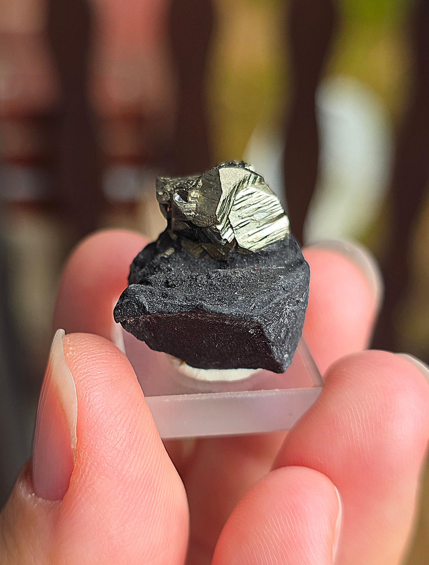 Pyrite sur Schiste n°1