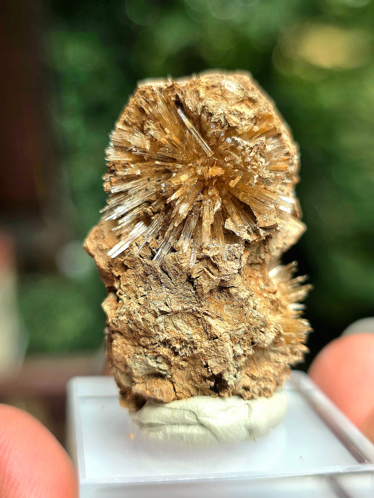 Aragonite corollaire française n°3