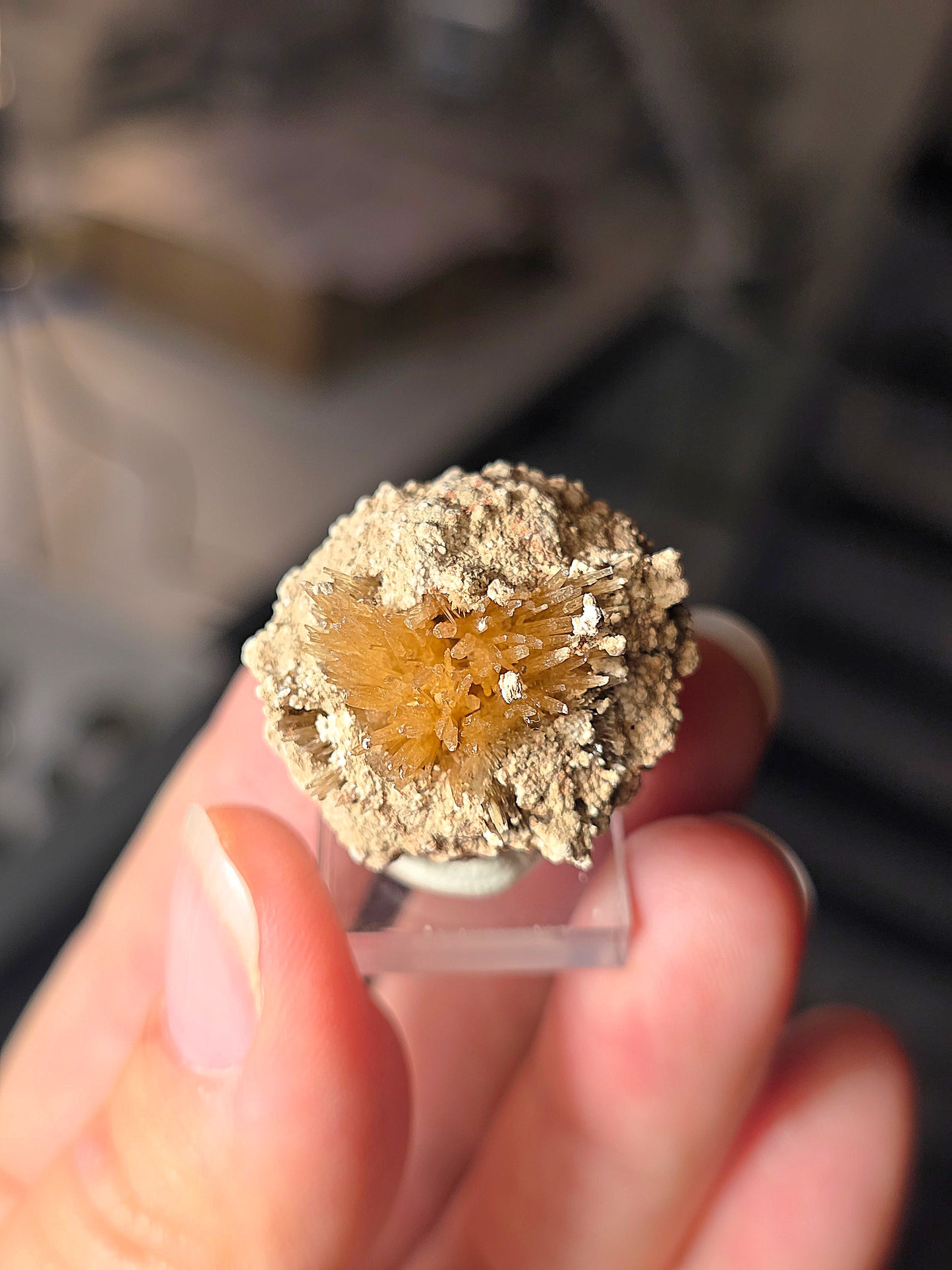 Aragonite corollaire française n°5