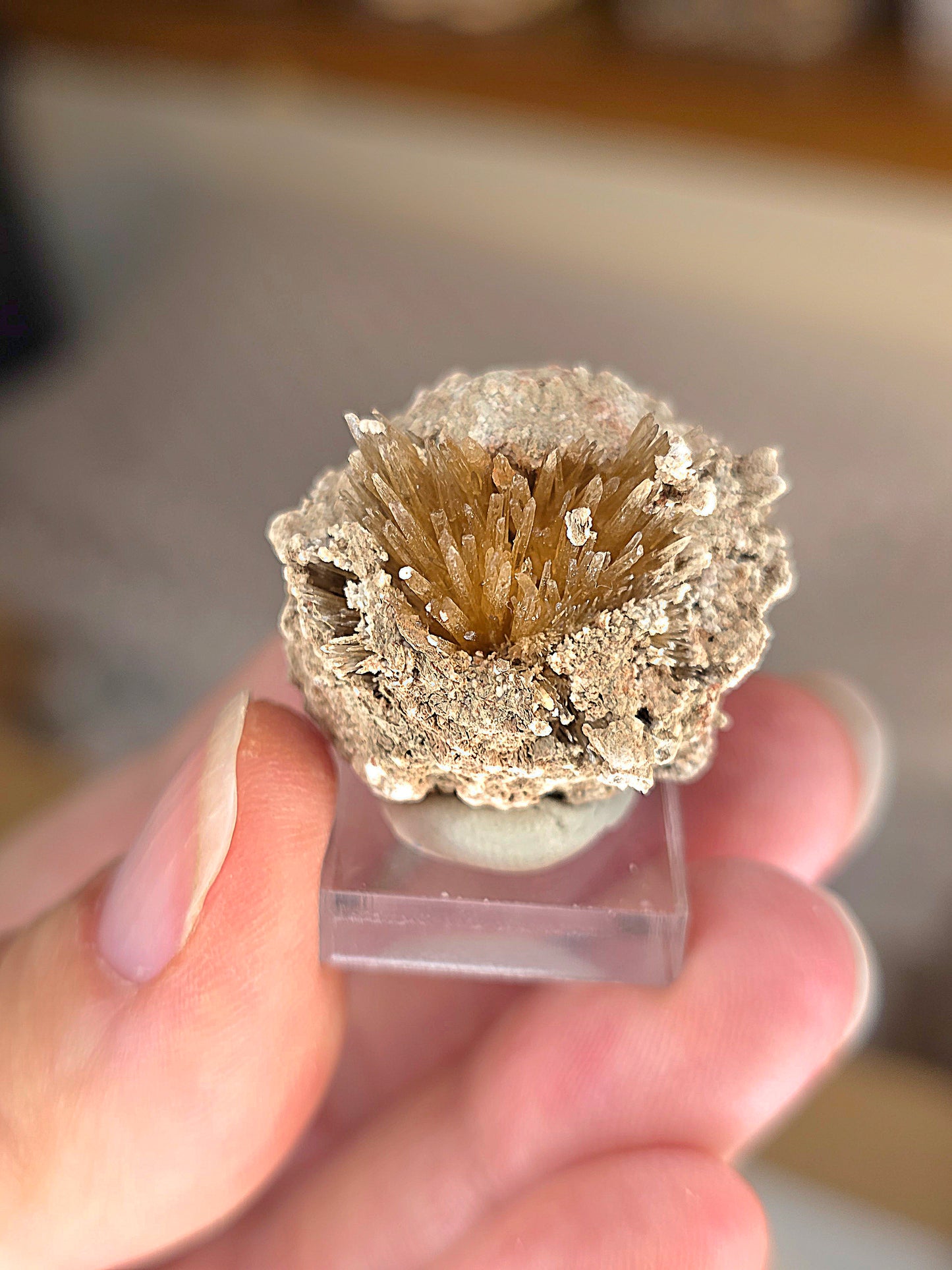 Aragonite corollaire française n°5
