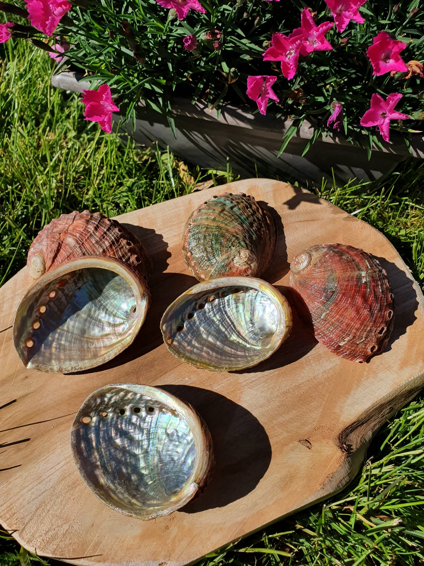 Petite coquille d'Ormeau