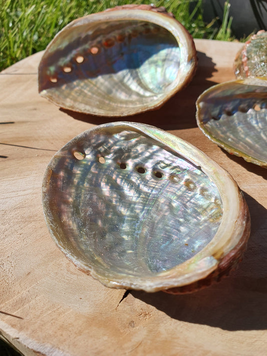 Petite coquille d'Ormeau